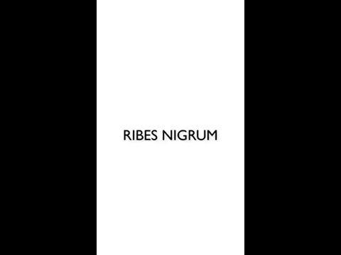 Ribes Nigrum consigliato farmacista